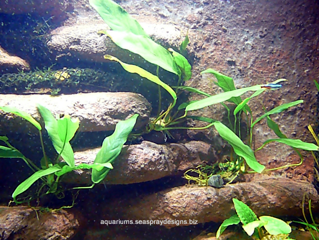 Anubias minima